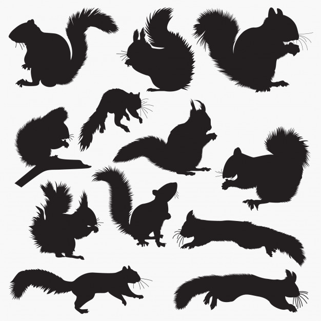 626x626 Squirrel Silhouettes Vector Premium Download