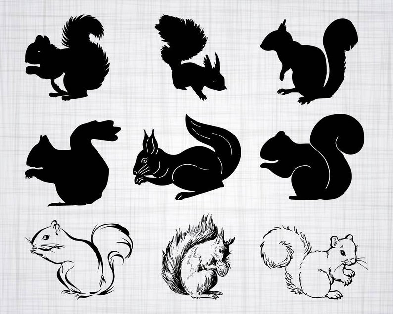 794x635 Squirrel Bundle Squirrel Squirrel Clipart Etsy