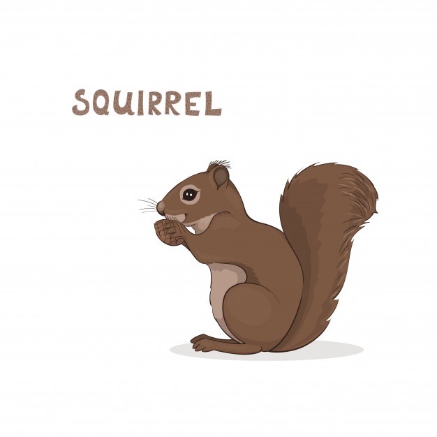 626x626 Squirrel Vectors, Photos And Free Download