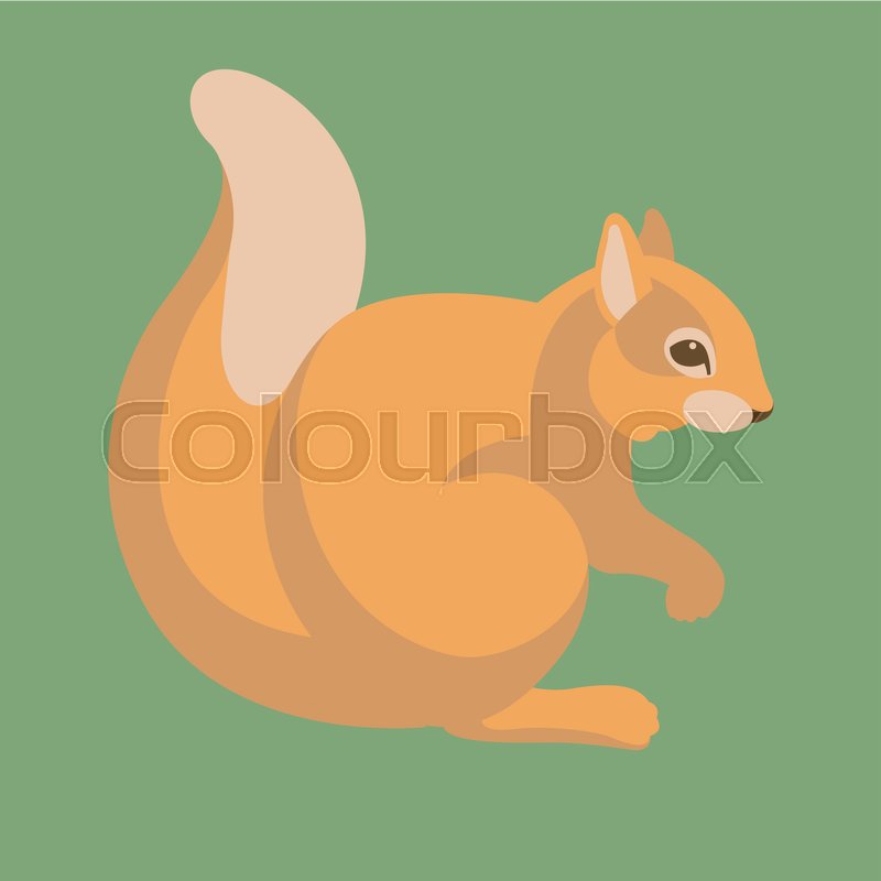 800x800 Squirrel Vector Illustration Style Stock Vector Colourbox