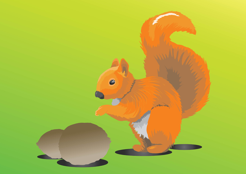 850x600 Squirrel Vector Art Graphics