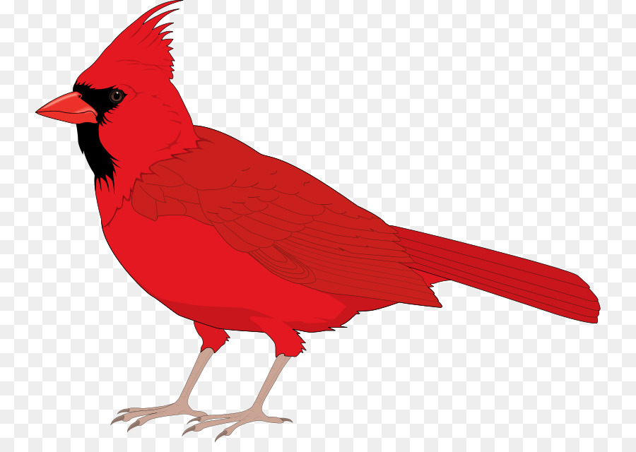 900x640 Northern Cardinal St Louis Cardinals Cl