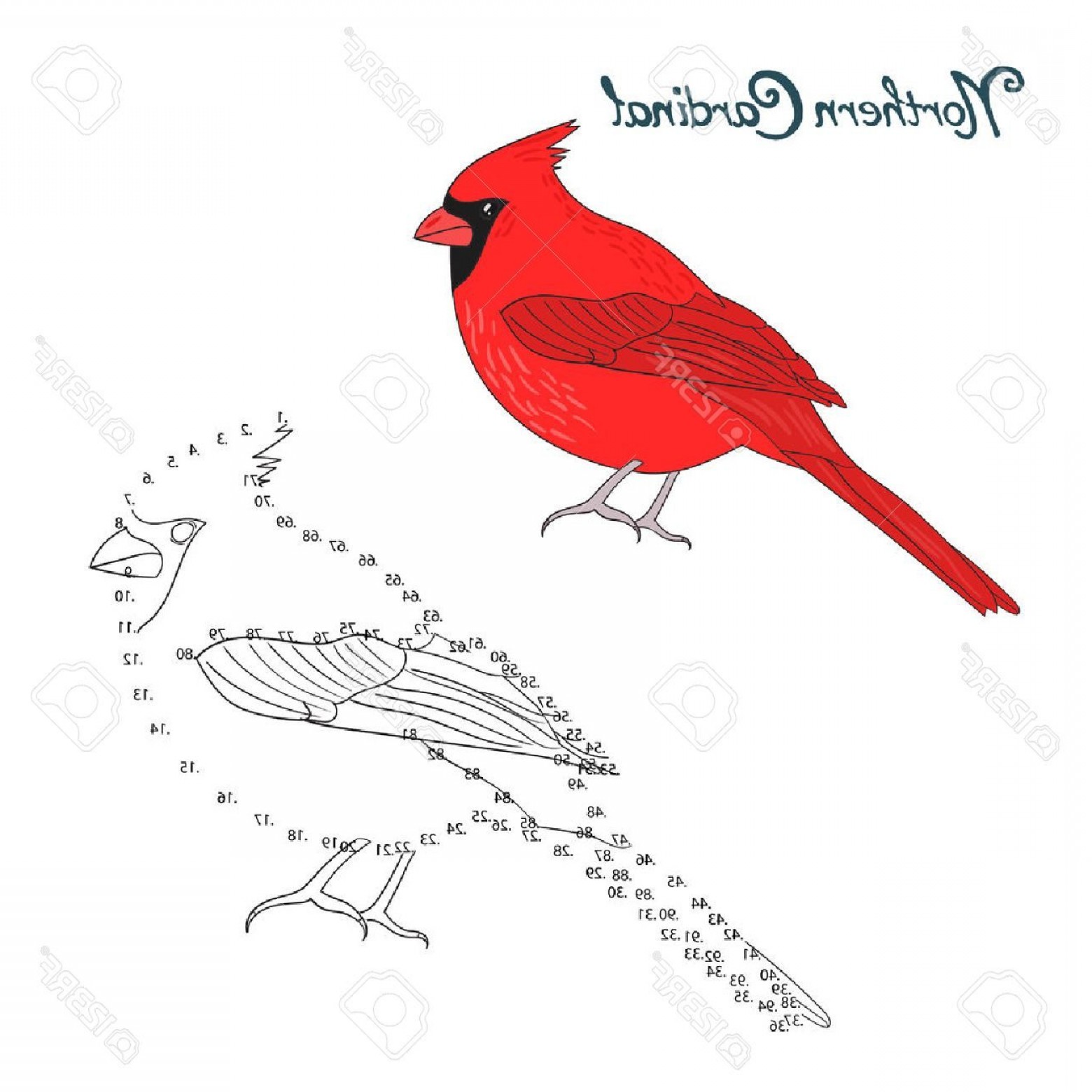 1560x1560 St Louis Cardinals Coloring Pages Yiqiqu Afc X Geekchicpro