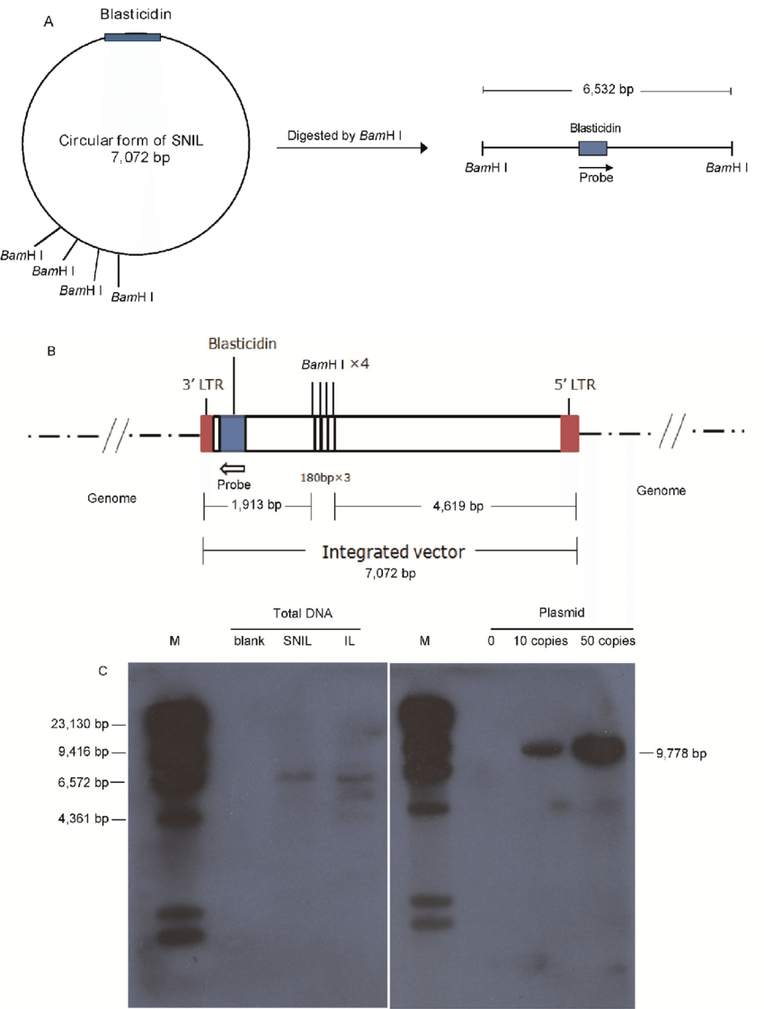 850x1123 Southern Blot Detection Of Vector Dna Present In Cho Stable Cells