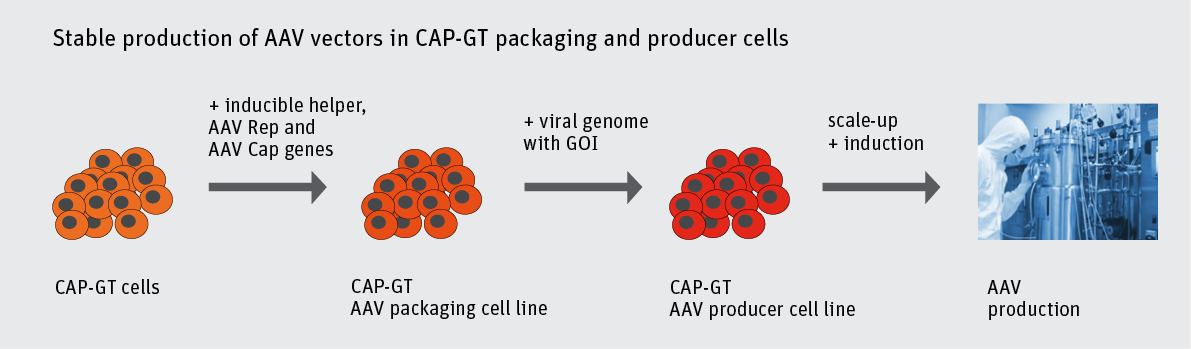 1191x349 Cap Gt, Stable And Transient Viral Vector Production Cevec