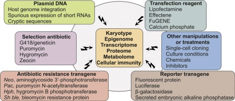 463x200 Transient And Stable Vector Transfection Pitfalls, Off Target