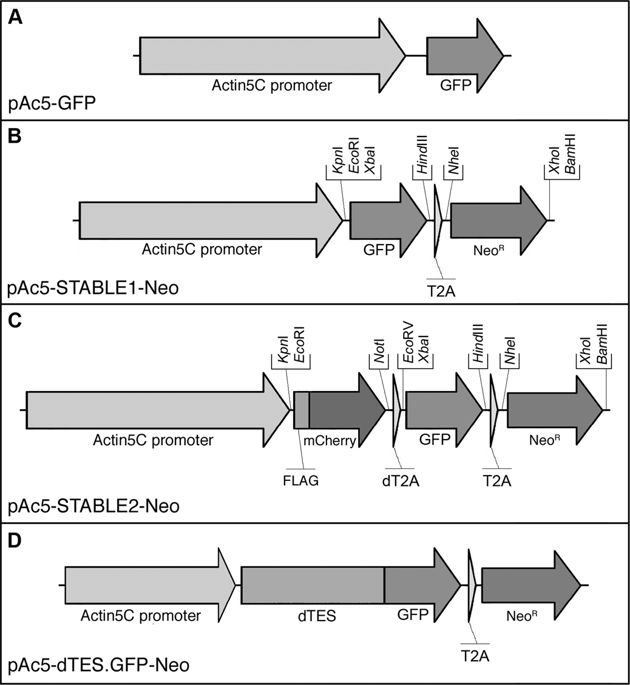 630x685 Generation Of Stable Drosophila Cell Lines Using Multicistronic
