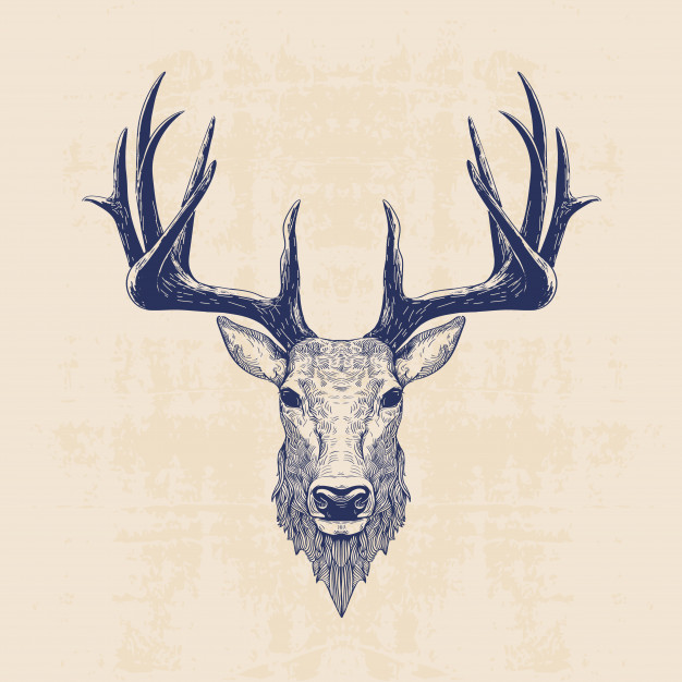 626x626 Deer Head Vector Premium Download