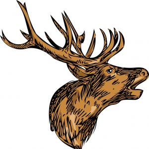 300x300 Red Deer Stag Head Roaring Drawing Vector Hoodamathrun