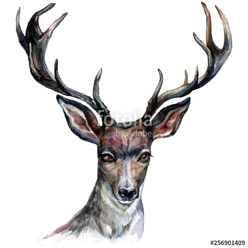 500x500 Watercolor Stag Head Stock Image And Royalty Free Vector
