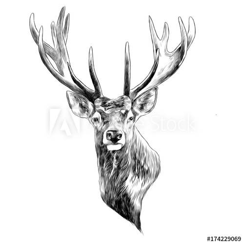 500x500 Stag Deer Head Sketch Vector Graphics Monochrome Black And White