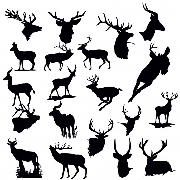 Stag Forest Vectors, Photos And Free Download 626x626 Stag Forest Vectors, Photos And Free Download