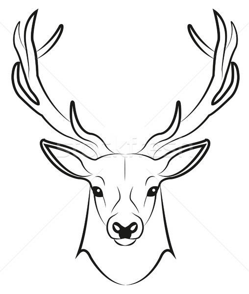 Stag Vector Illustration Linda Brotkorb 508x600 Stag Vector Illustration Linda Brotkorb
