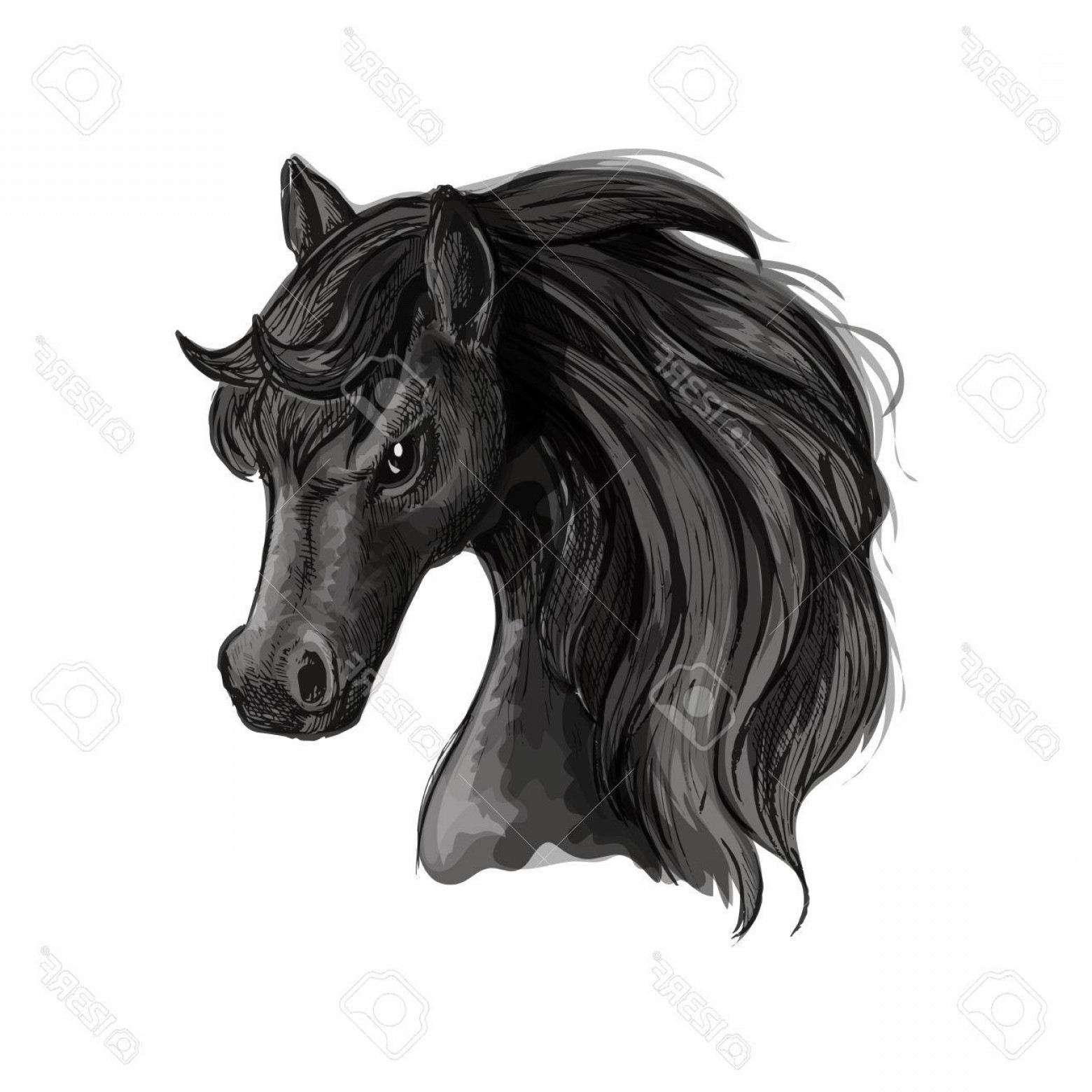 1560x1560 Photostock Vector Horse Head Pencil Sketch Portrait Vector