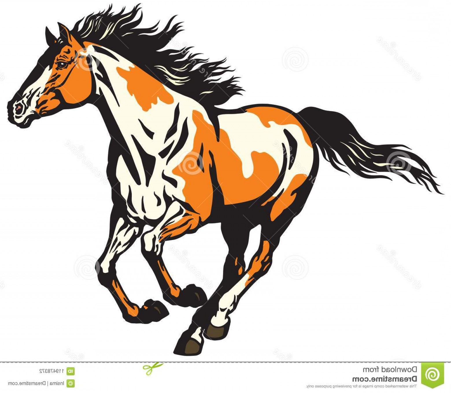 1560x1359 Running Wild Pinto Colored Horse Galloping Wild Stallion Horse