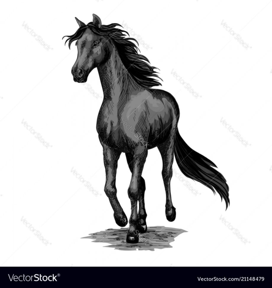 920x972 Black Stallion Horse Running Dom Wallpapers