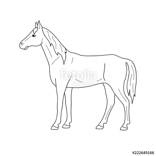 500x500 Isolated Black Outline Standing Horse On White Background Side