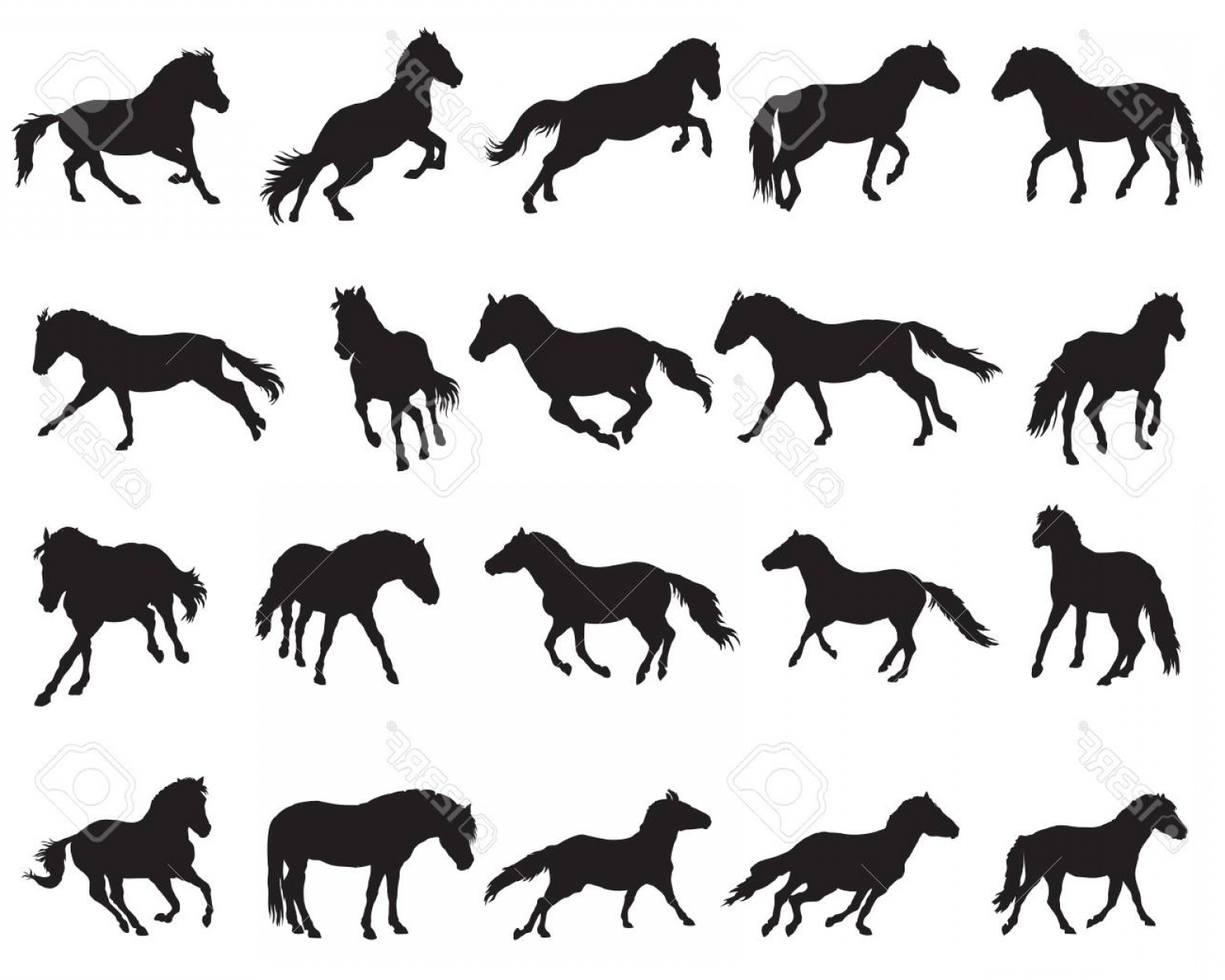 1560x1248 Photostock Vector Vector Isolated Horses Norwegian Fjord Pony