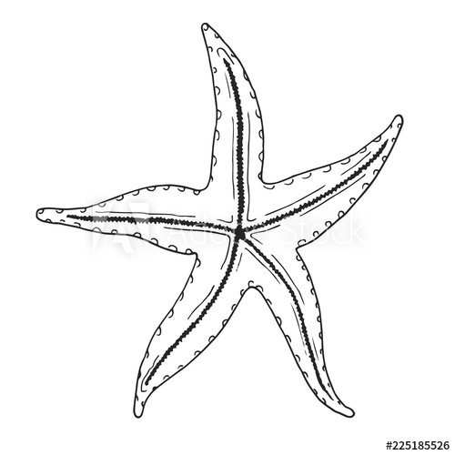 500x500 Hand Drawn Starfish Vector Illustration In Sketch Style