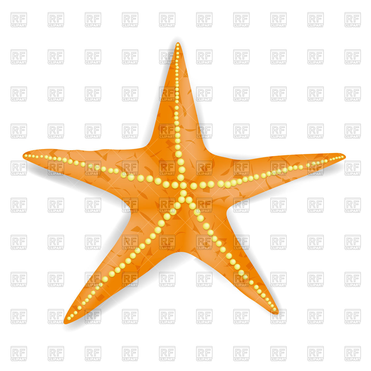 1200x1200 Orange Starfish Vector Image Of Plants And Animals