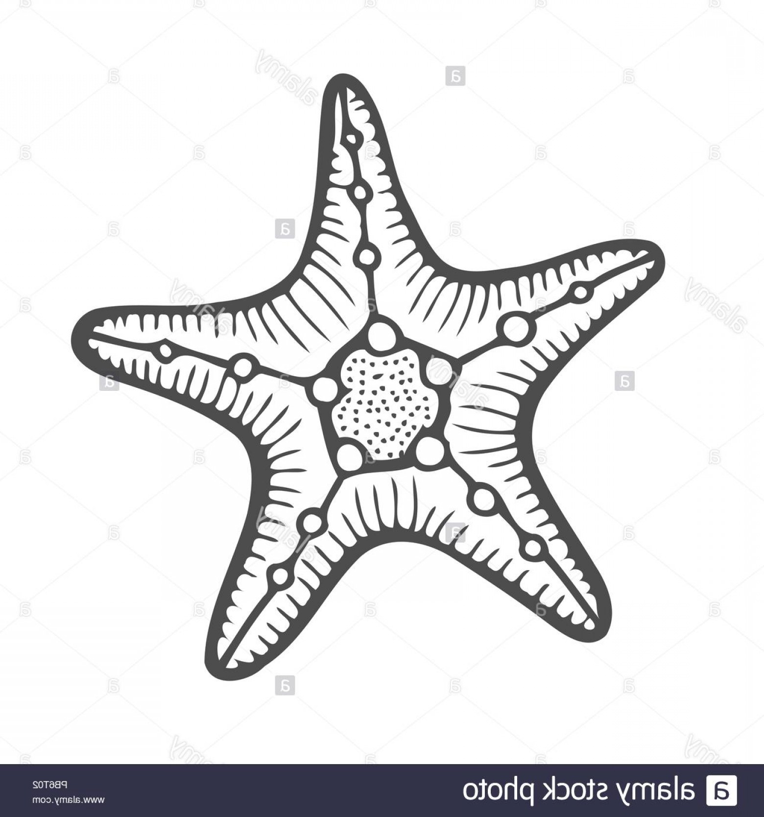 1560x1668 Starfish Vector Drawing Geekchicpro