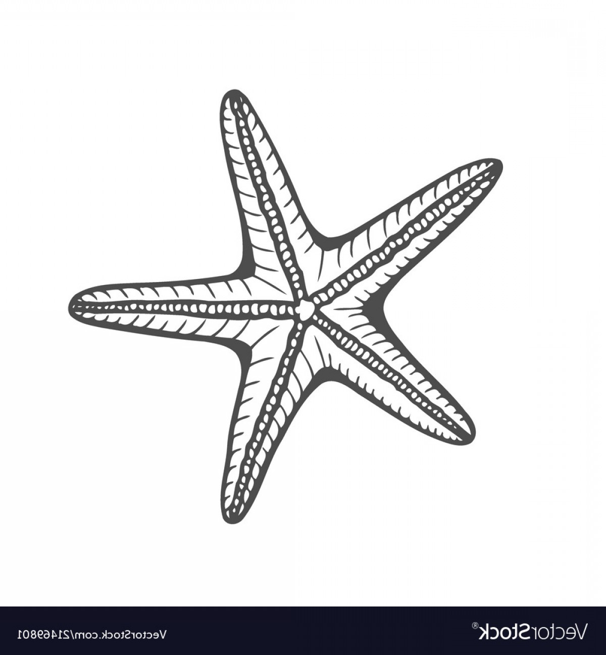 1200x1296 Starfish Vector Drawing Hoodamathrun