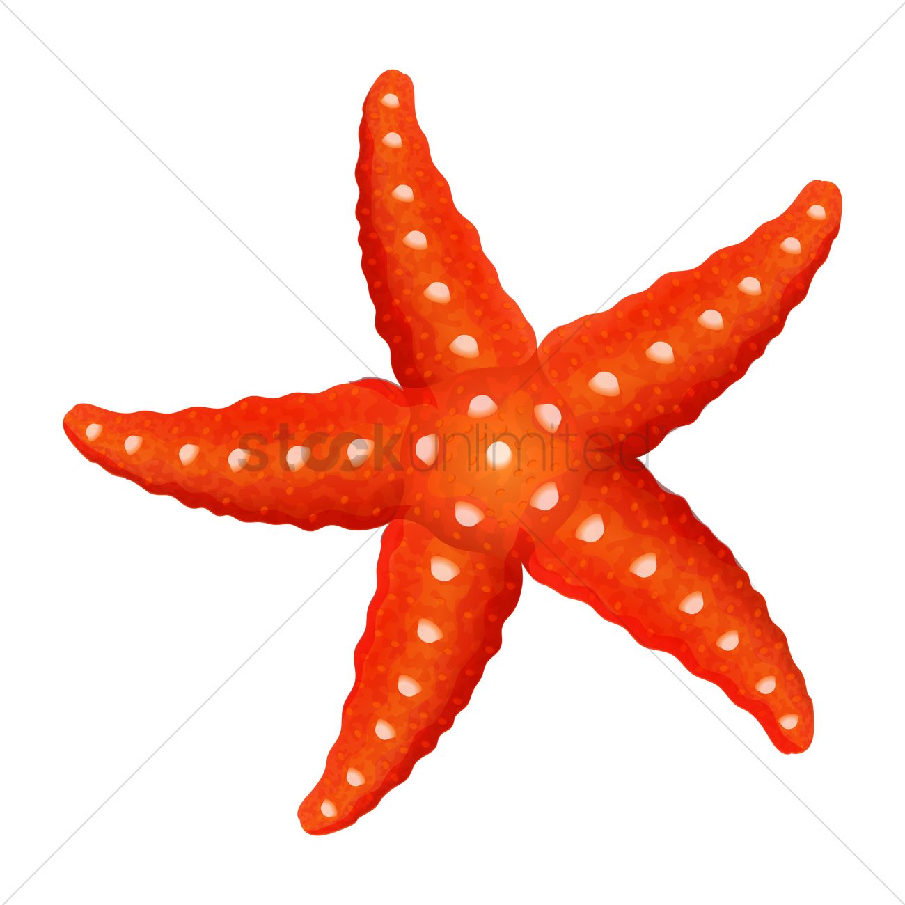 1300x1300 Starfish Vector Image