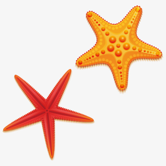 568x568 Starfish Vector Free Graphics Uihere