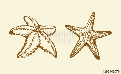 500x307 Starfish Vector Drawing Stock Image And Royalty Free Vector