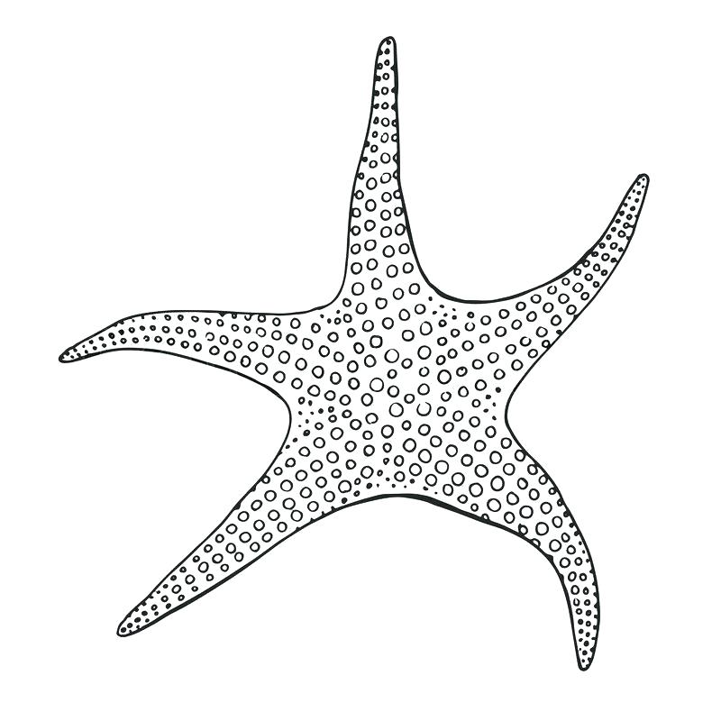 Download Starfish Vector at Vectorified.com | Collection of ...