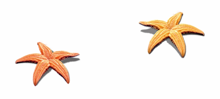 920x414 Collection Of Free Starfish Vector Shell Beach