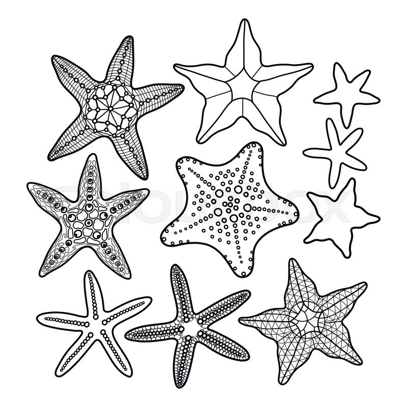 800x800 Graphic Starfish Collection Drawn In Stock Vector Colourbox