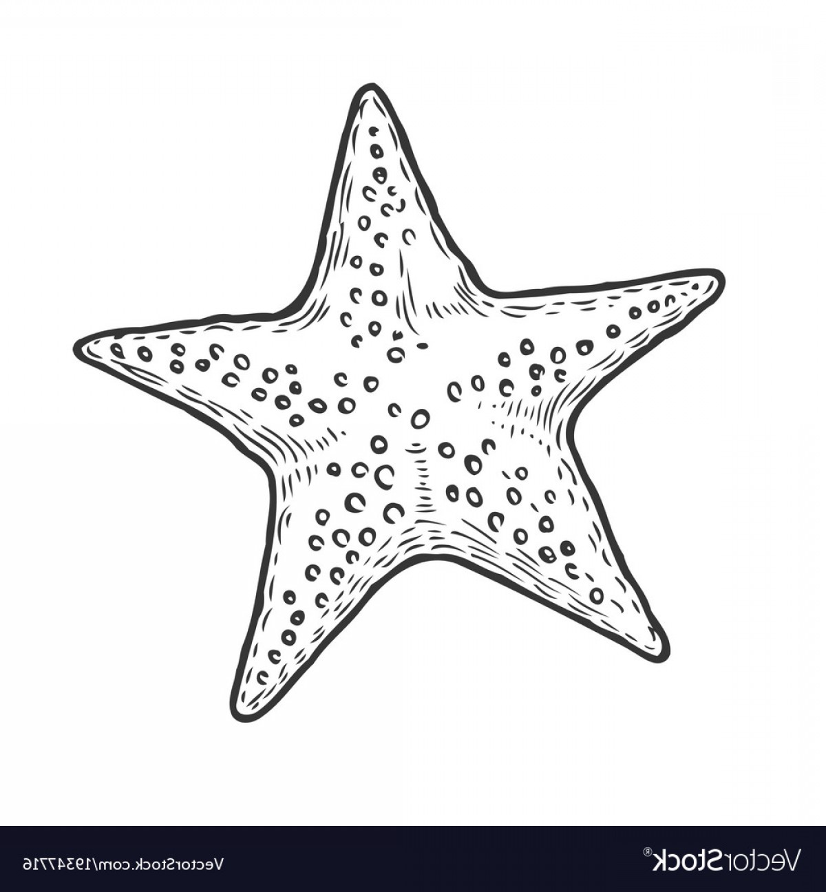 Download Starfish Vector at Vectorified.com | Collection of Starfish Vector free for personal use