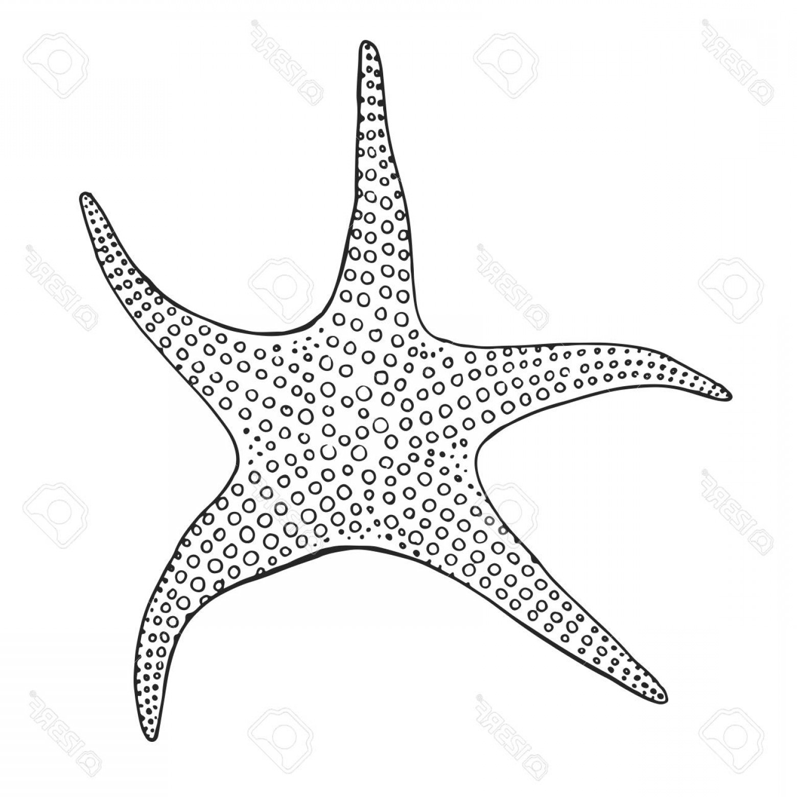 1560x1560 Photostock Vector Hand Drawn Starfish Vector Illustration