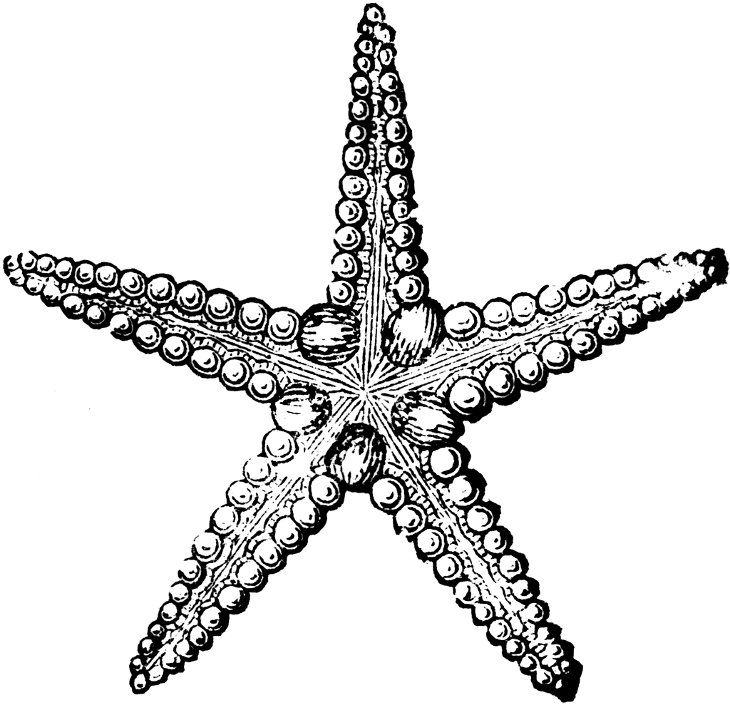 1024x989 Starfish