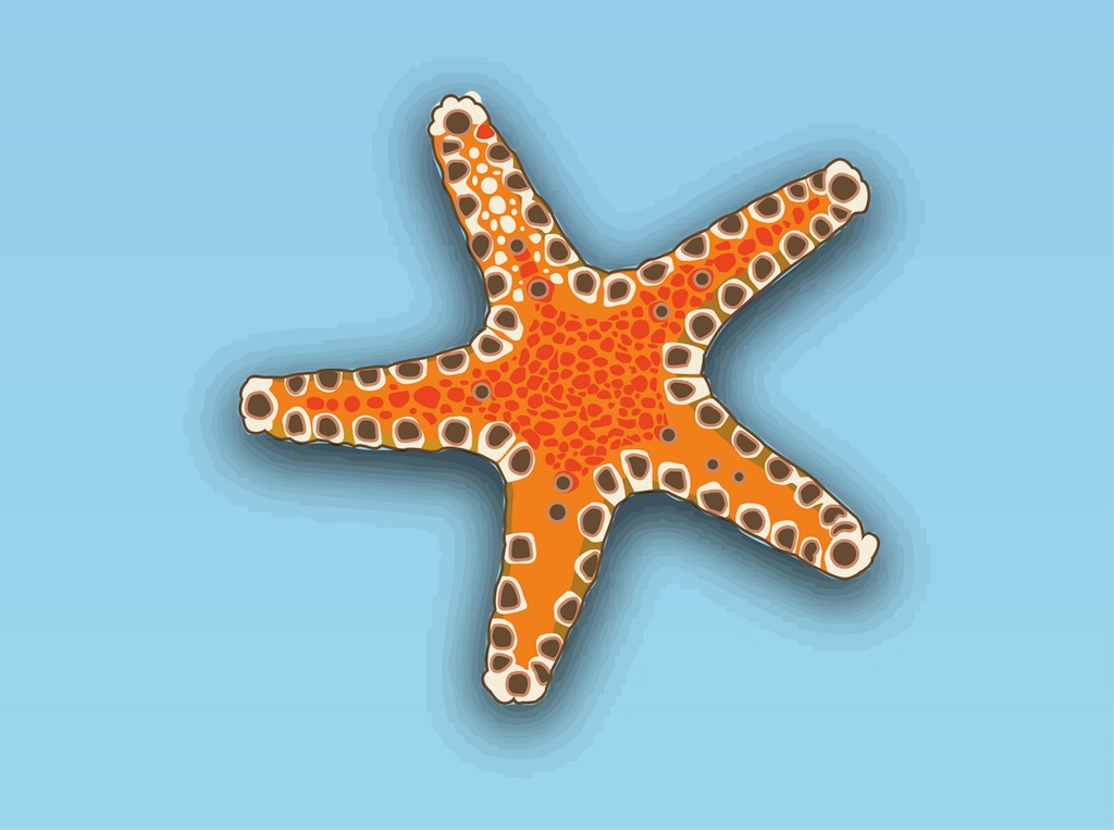1024x763 Starfish Vector Vector Art Graphics