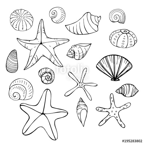 500x500 Starfish And Seashells Vector Sketch Illustration Stock Image