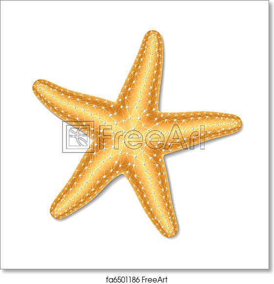 561x581 Free Art Print Of Starfish Vector Illustration Of A Starfish