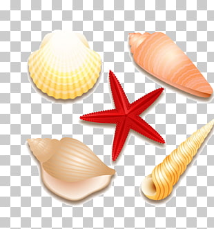 Starfish Vector Free