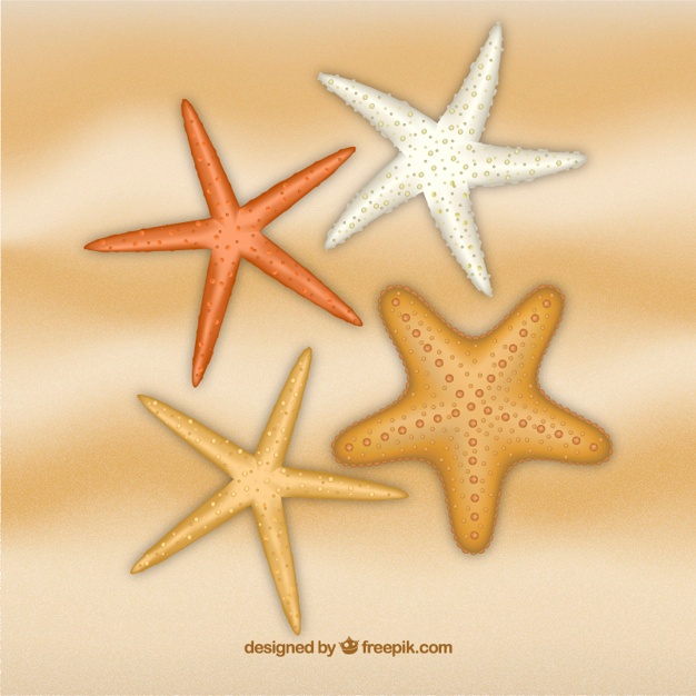 626x626 Starfish Vectors, Photos And Free Download