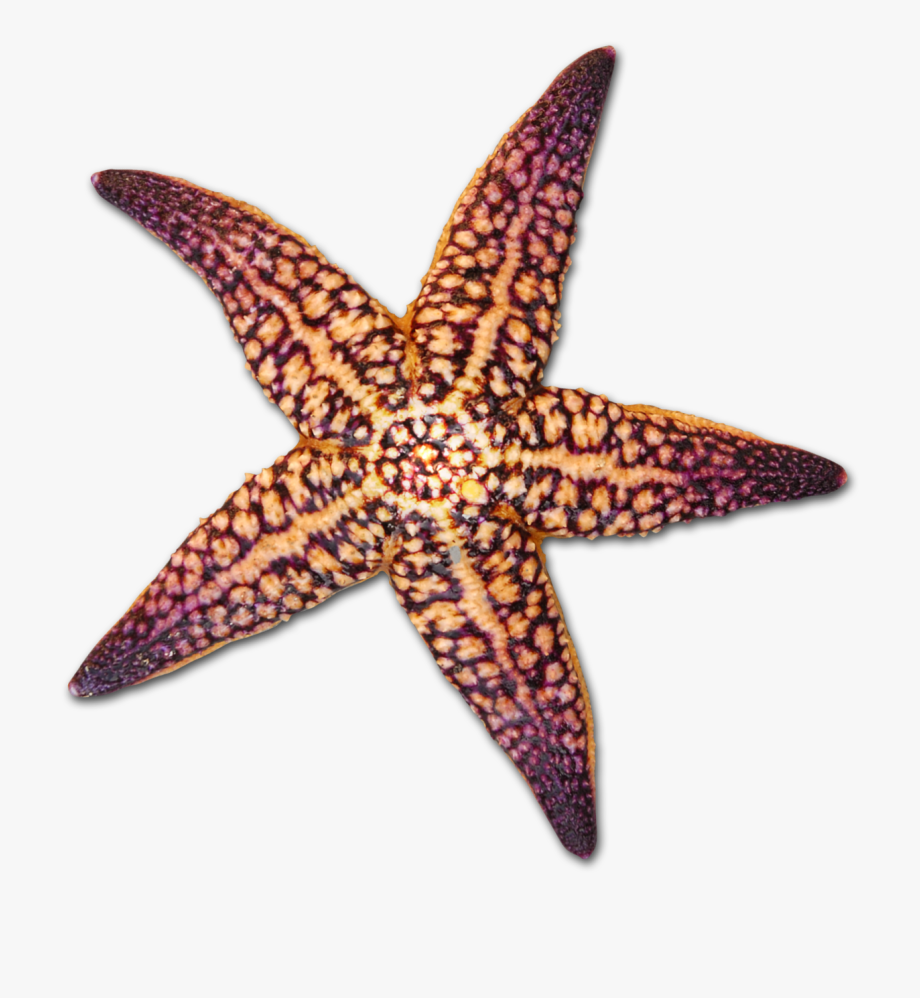 920x998 Transparent Background Silhouette Starfish Clipart