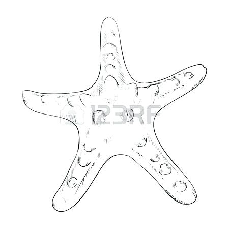 450x450 Sketch Of A Starfish