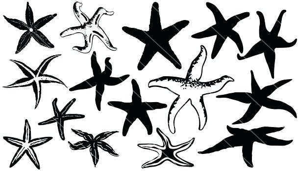 610x350 Starfish Vector Godshelters