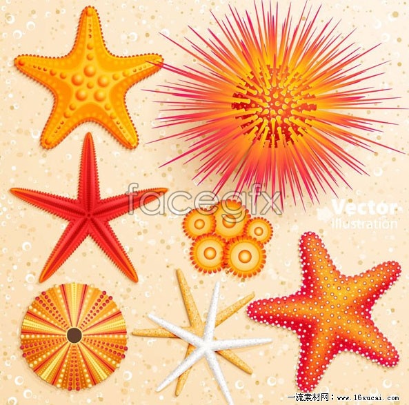 593x587 Beach Starfish Vector Over Millions Vectors, Stock Photos, Hd