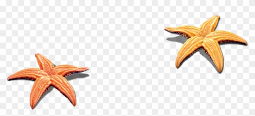 840x382 Collection Of Free Starfish Vector Shell Beach