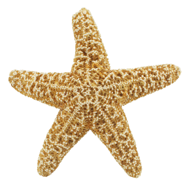 800x783 Download Free Png Starfish Png, Download Png Image