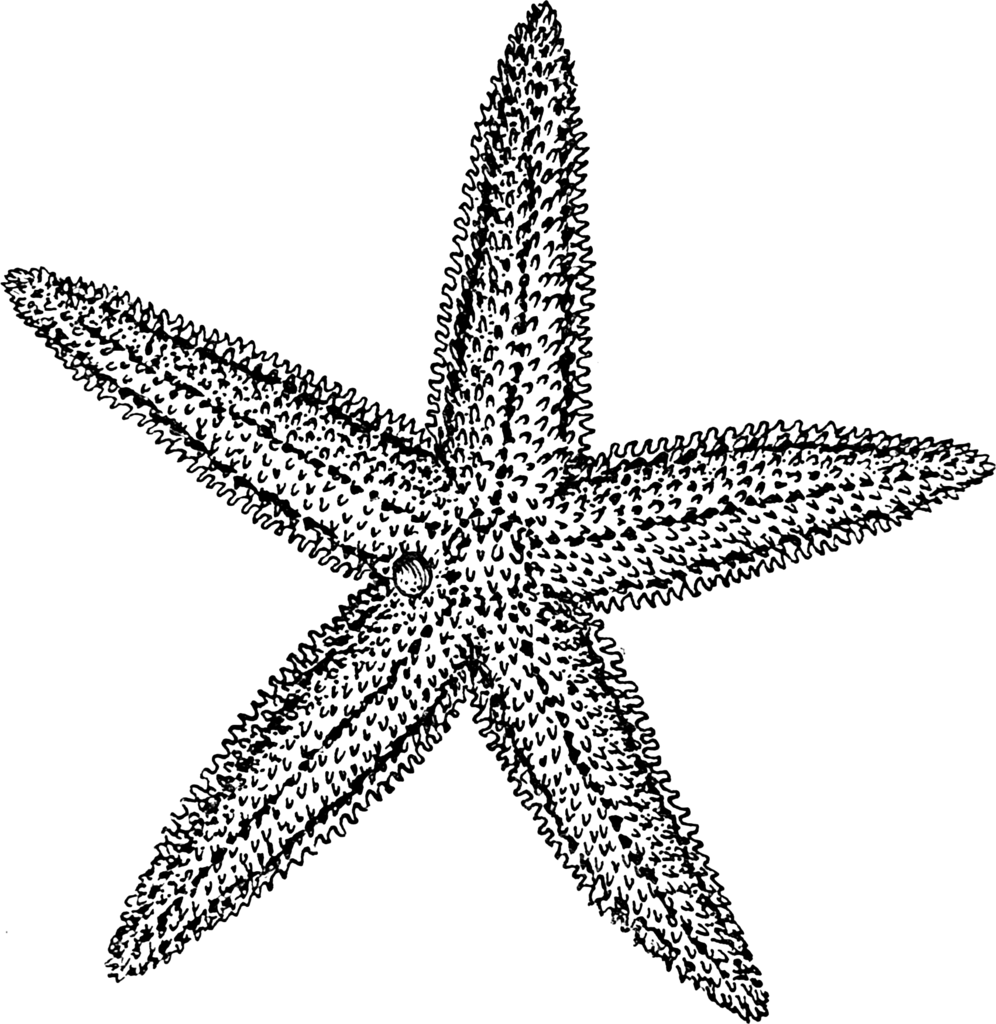 996x1024 Download Starfish Icon Vectors Free