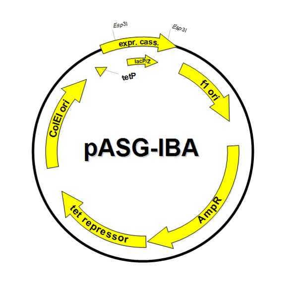 591x591 Acceptor Vector Pasg