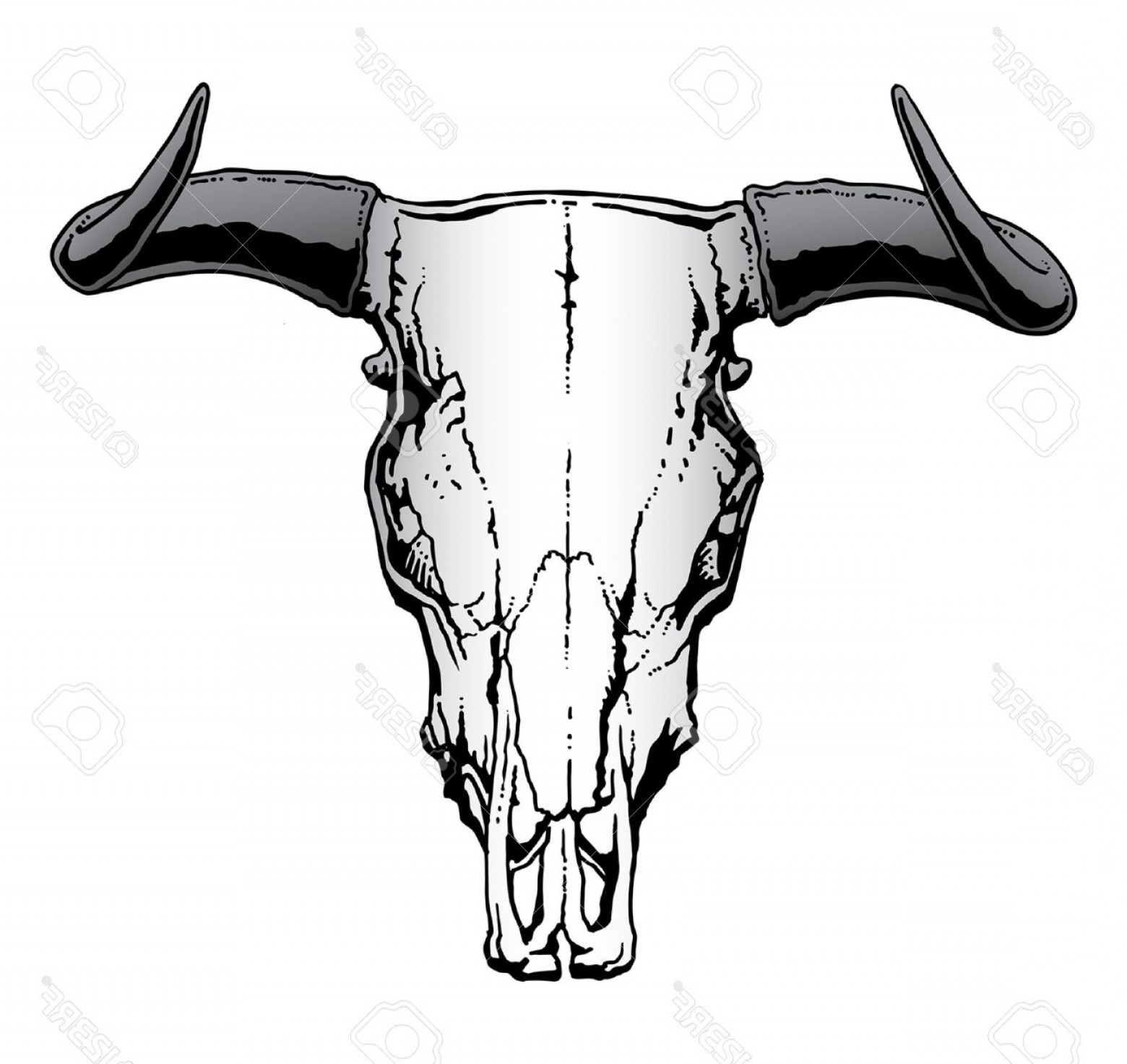 Steer Skull Vector at Vectorified.com | Collection of Steer Skull