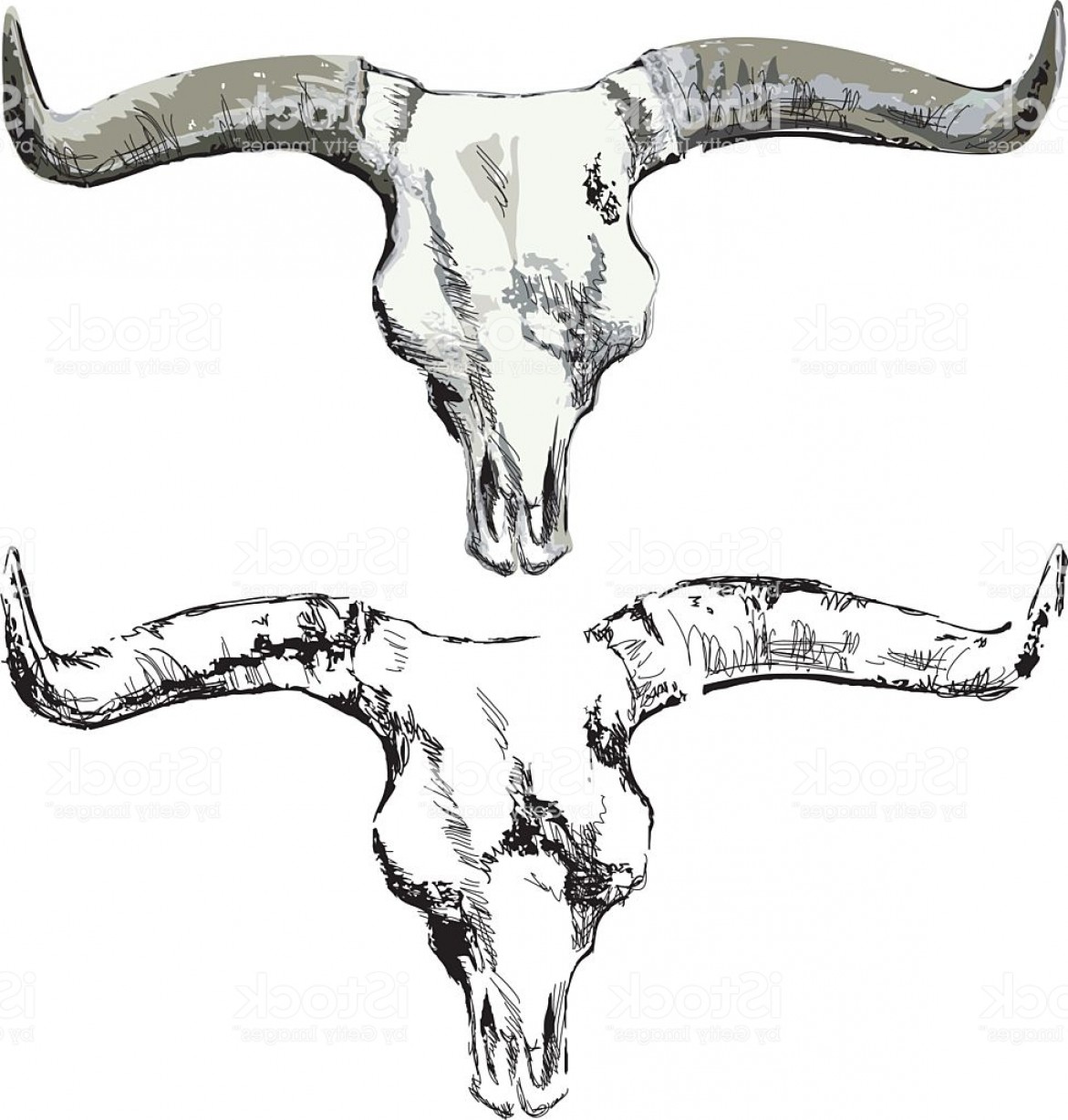 Steer Skull Vector at Vectorified.com | Collection of Steer Skull ...